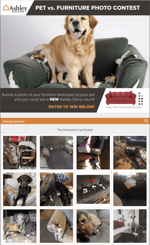 Pet vs. Furniture Photo Contest wcax