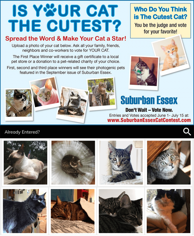CAT DAY photo contest